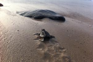 A single turtle hatchling makes its way to the sea.