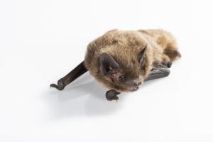 A bat againts white background