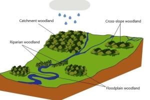 Diagram showing forest types at different altitudes