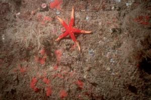 A red starfish on the seabed