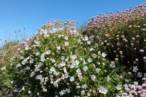 A clump of white sea campion next to a clump of Thrift or Sea Pinks against a blue sky cym