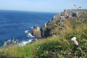 A sea campion on the coast.