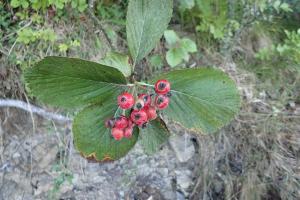 Whitebeam berries