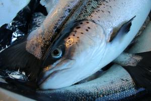 close up farmed salmon head