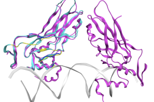 The image shows computationally derived structure of a cancer causing protein bound to DNA, the genetic material it controls