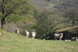 sheep in a a natural  landscape of pasture and trees