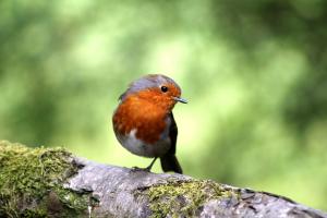 A European Robin stands one legged on a branch