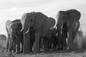 A group of elephants standing close together, seen from the front at close range.