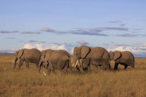 Tight group of elephants in dry grass against blue sky