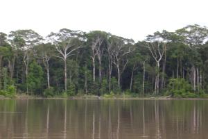 Amazonian forest seen from a river