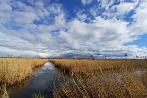 A blue sky, studded with clouds, and below a channel of water between reedbeds 