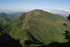 An aforested mountain in the Blue Mountains, Jamaica