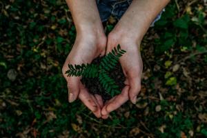 Image of hands holding a small plant