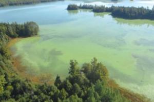 Aerial image of small lake surrounded by fir strees- the water is a light green colour in patches