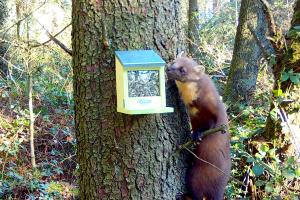 A pine marten leans its head towards a squirrel feeder on a tree trunk in a woodland area.