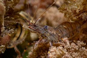 A common prawn on an oyster nursery