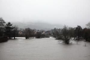 a grey image showing flooded land and trees standing in water.