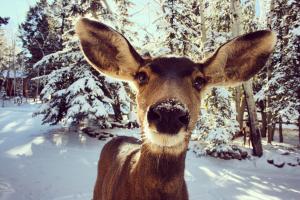 deer facing camera