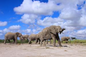 A group of elephants against a cloudy blue sky