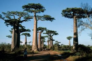 Baobab treees with their distinctive long large trunks ad branches and leaves at the very top