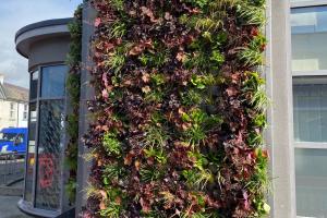 A living wall on a city street