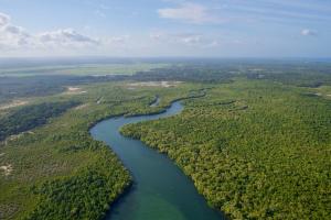 Aerial view of river bounded by mangroves.