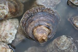 an oyster in a sea pool