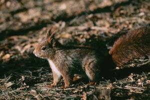 Red Squirrell
