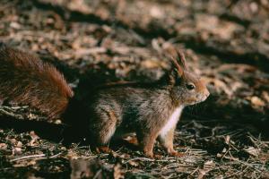 Red Squirrel