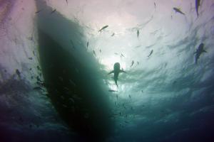 underwater shot of sharks with a large boat in view