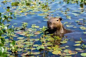 Capybara yng ngwlyptiroedd Iberá (Esteros del Iberá) yn ngogledd ddwyrain Yr Ariannin.