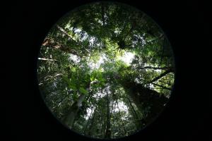 Hemispherical photo of forest canopy