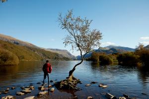 person standing on the shore of a lake with a tree in the foreground