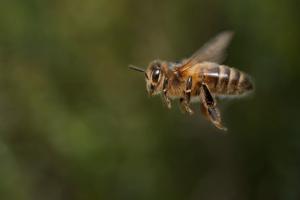 Picture of a bee