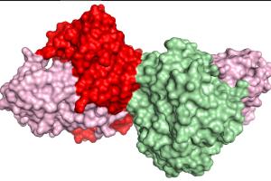 computer generated image on an enzyme