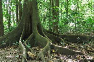 Rainforest tree roots spreading across ground