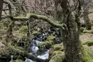 twisted tree branches