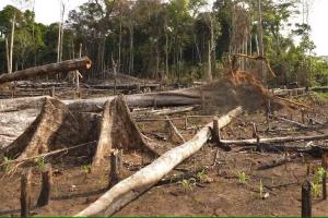 Tress cut down in forest