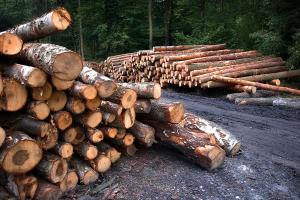 Cut logs in a forest