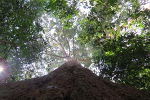 Looking up the trunk of a rubber tree at the canopy and sky beyond