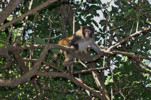 A rhesus Macacue monkey sits in a tree looking down