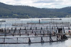 The above surface structure of salmon farm cages seen against a coastal back-drop