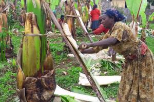 A person harvesting enset