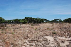 grassland and scub with distant trees