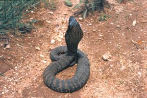 cobra-like snake rearing- seen from the back