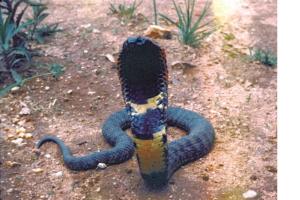 A hooded crobra-like snake rears up towards the camera