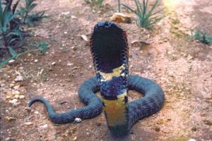 a cobra-like snake rises it's head