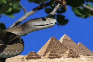  a mamba snake in the foreground with pyramids in the background