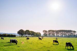 Dairy cows grazing a field
