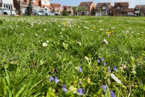  wildflowers dot the grass- ground level image.